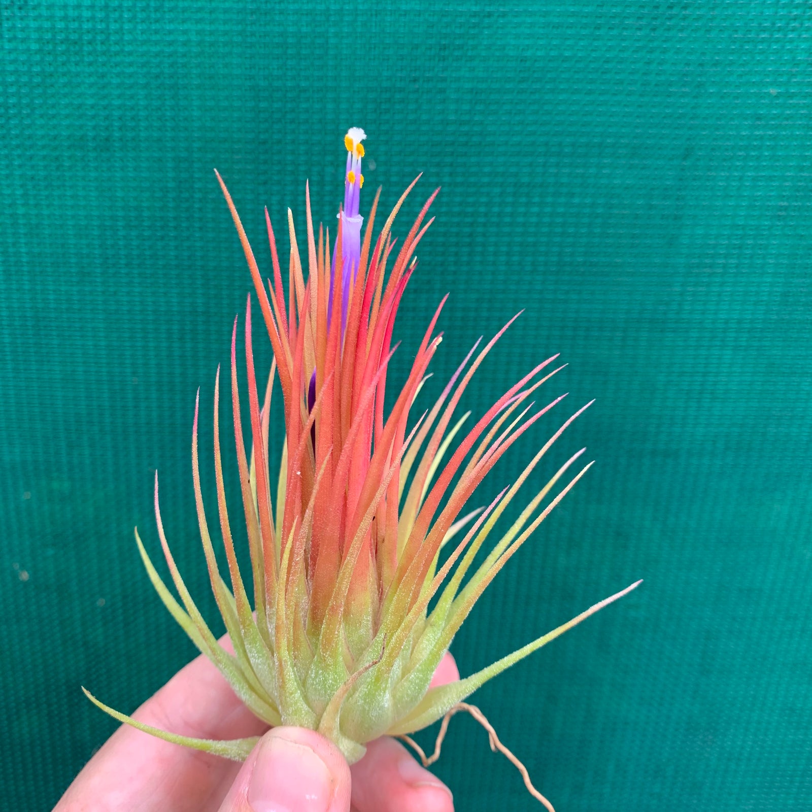 アウトレット値段 Tillandsia ionantha whitey ex. TI