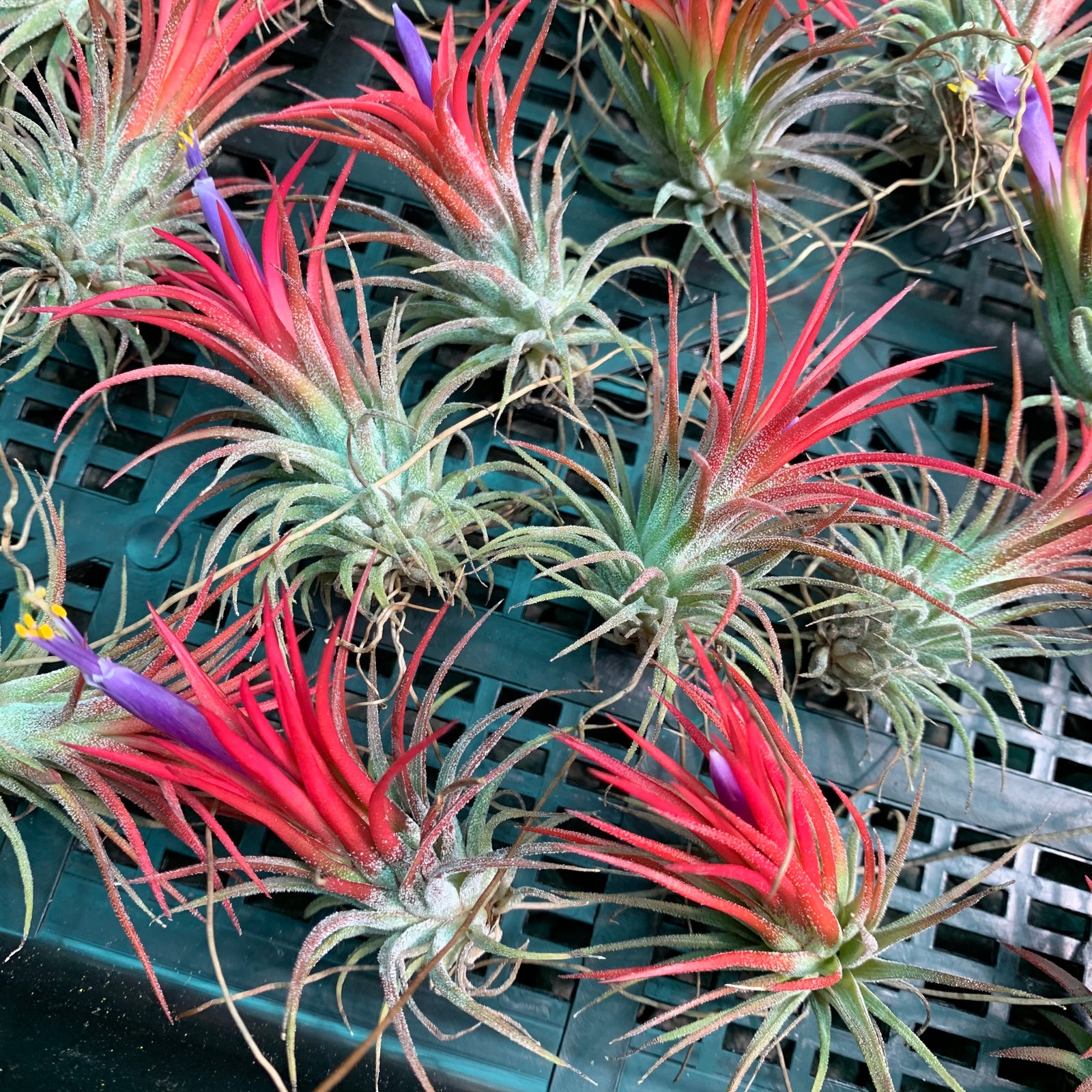 Tillandsia - ionantha 'Fuego' ex. RFI - Air Plant Decor