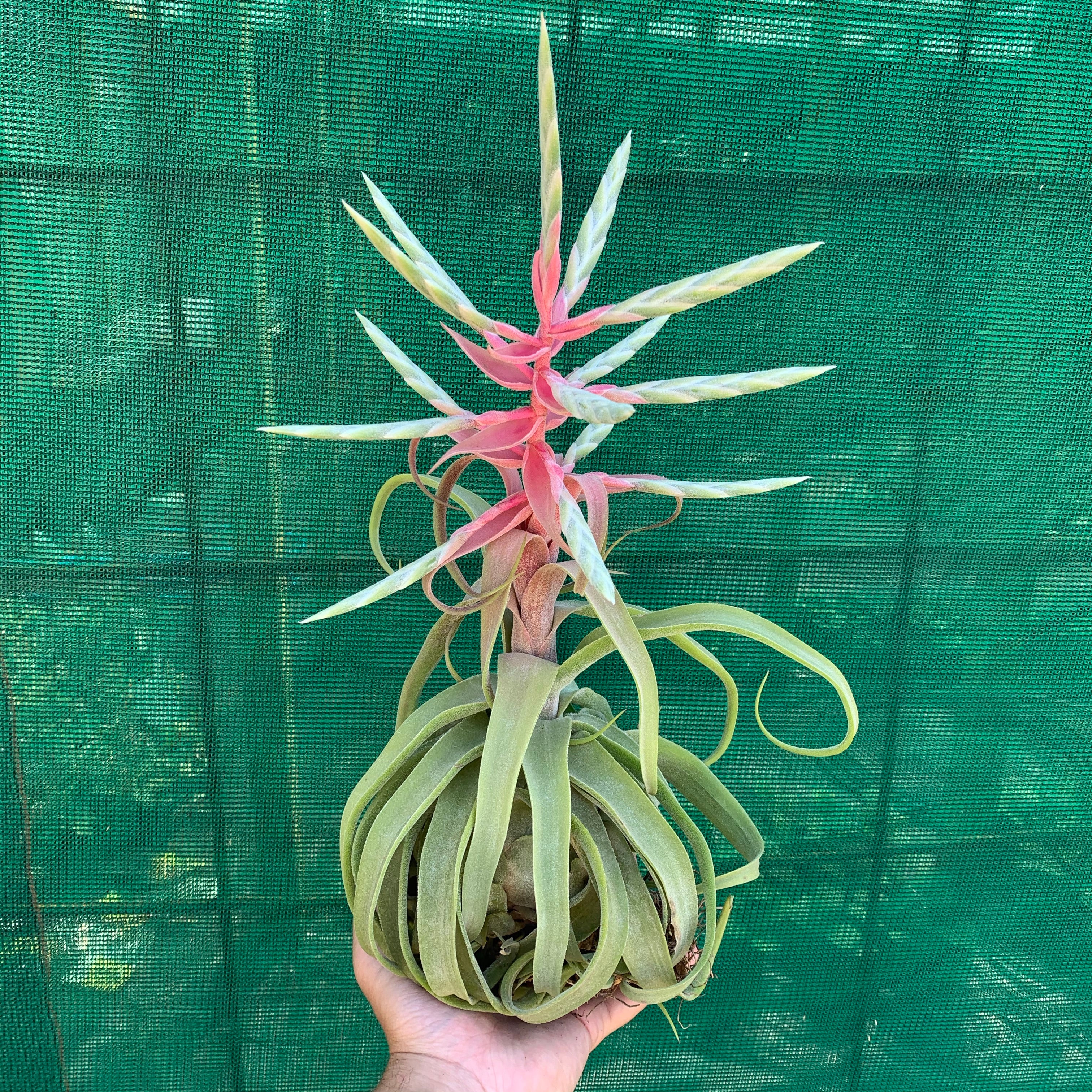 tillandsia