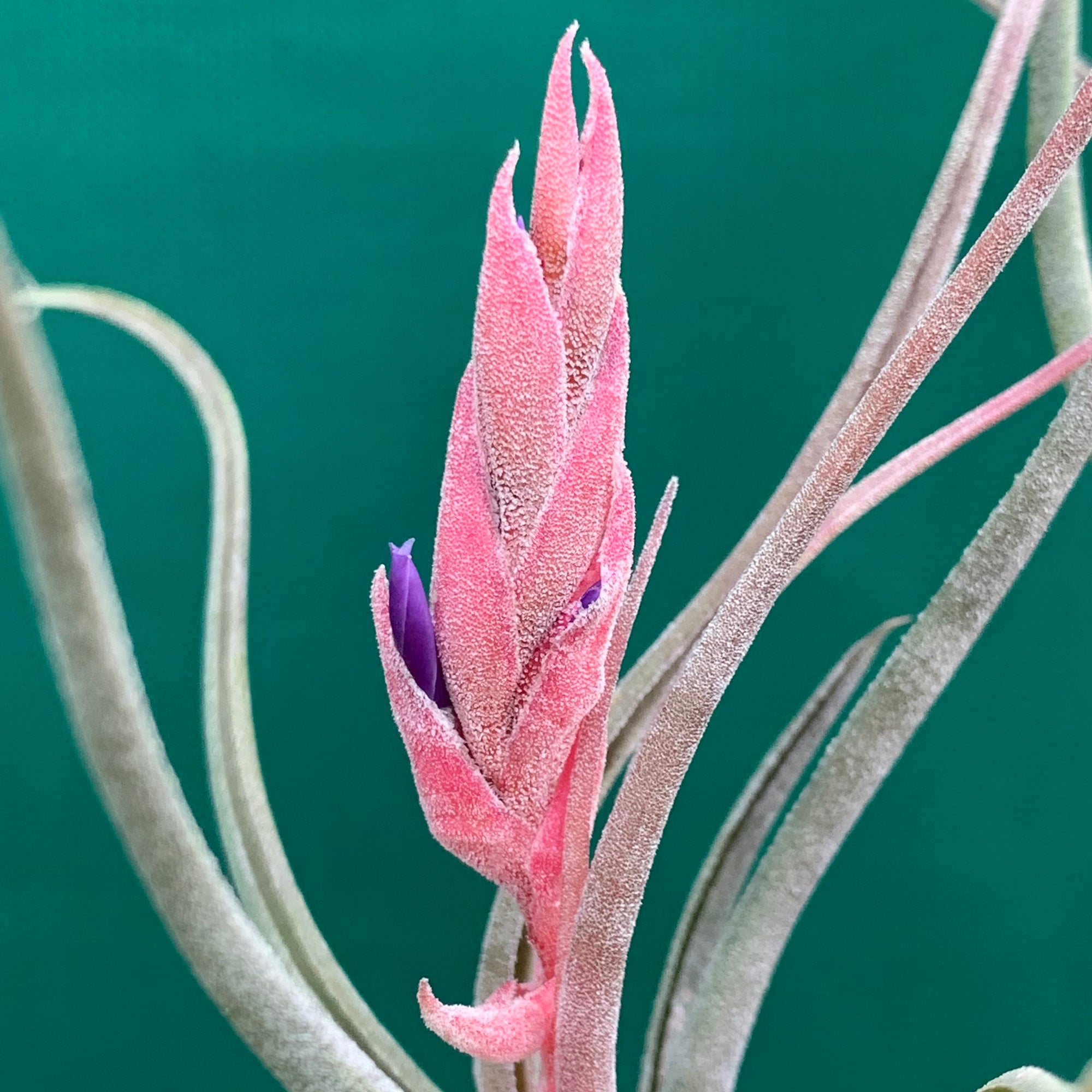 Tillandsia - pruinosa x ionantha ex. PB - Air Plant Decor