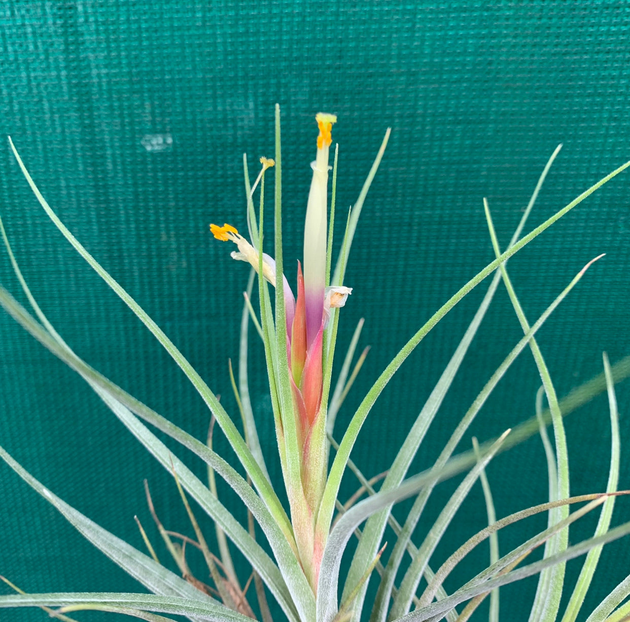 Tillandsia - Green Zebra ex. PT - Air Plant Decor