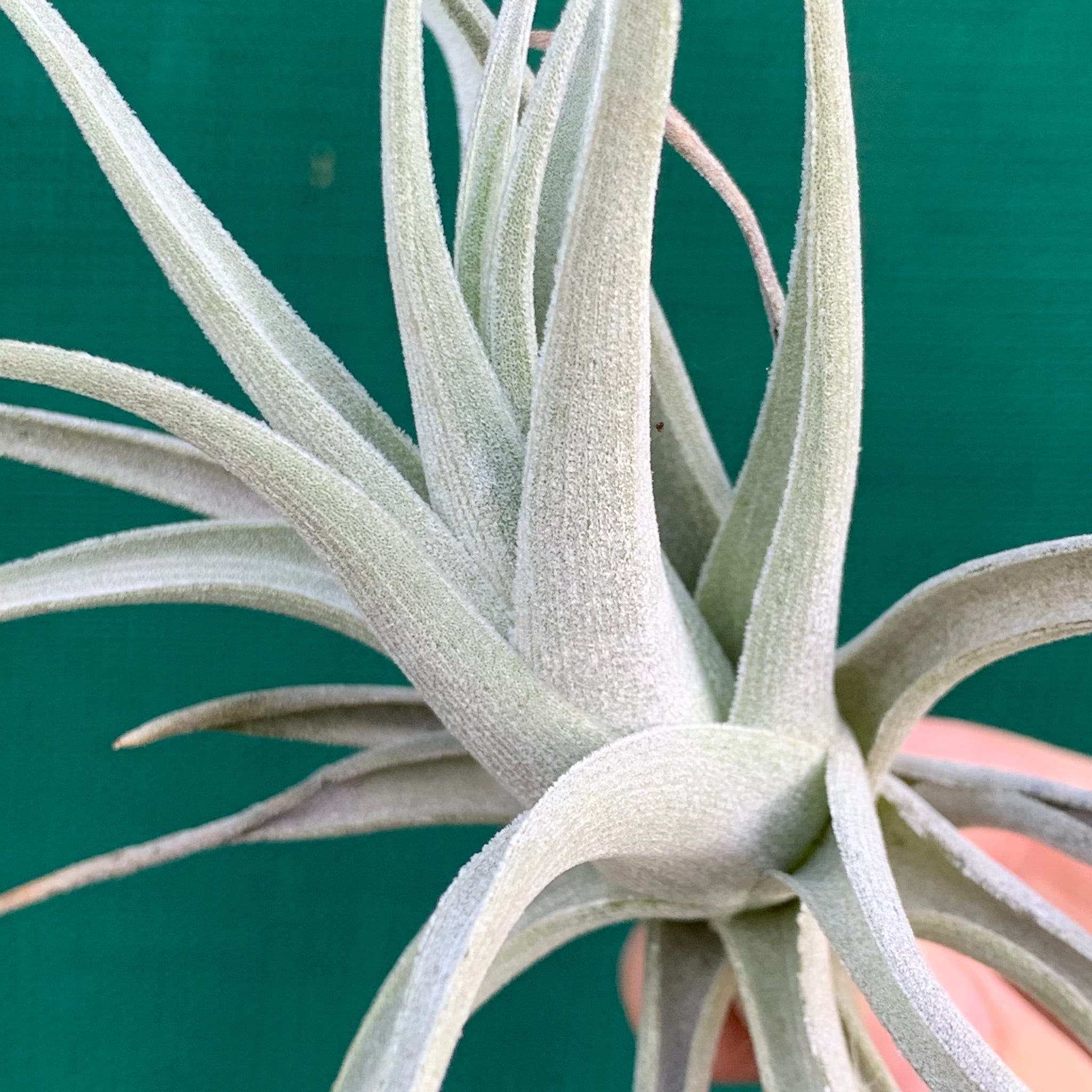 Tillandsia Lucille & Lucille Renata2点セット-