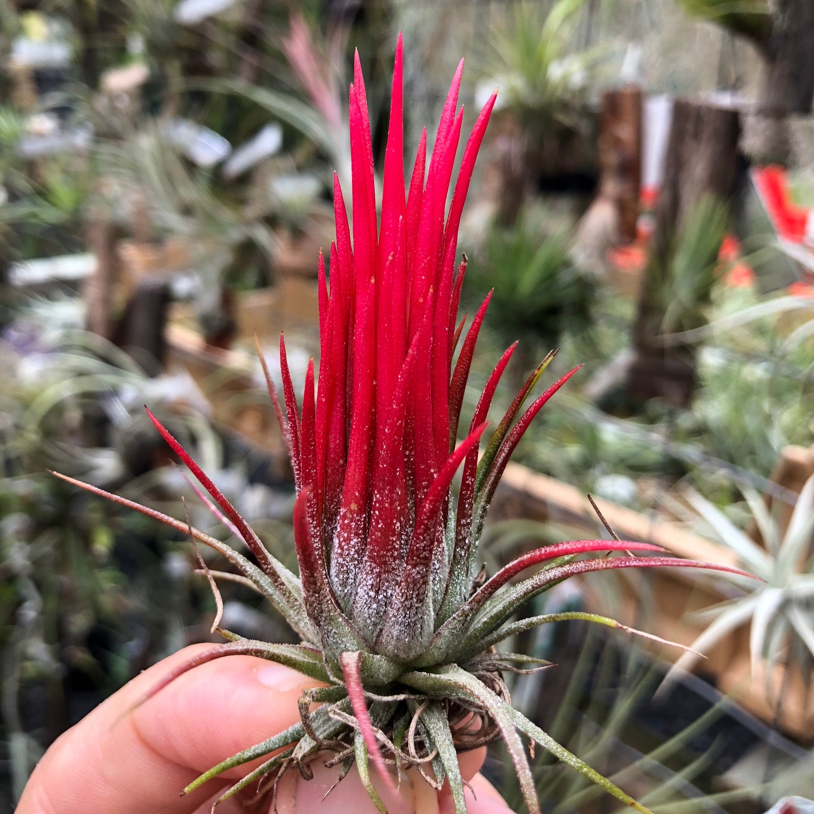 Tillandsia - ionantha 'Fuego' ex. RFI - Air Plant Decor