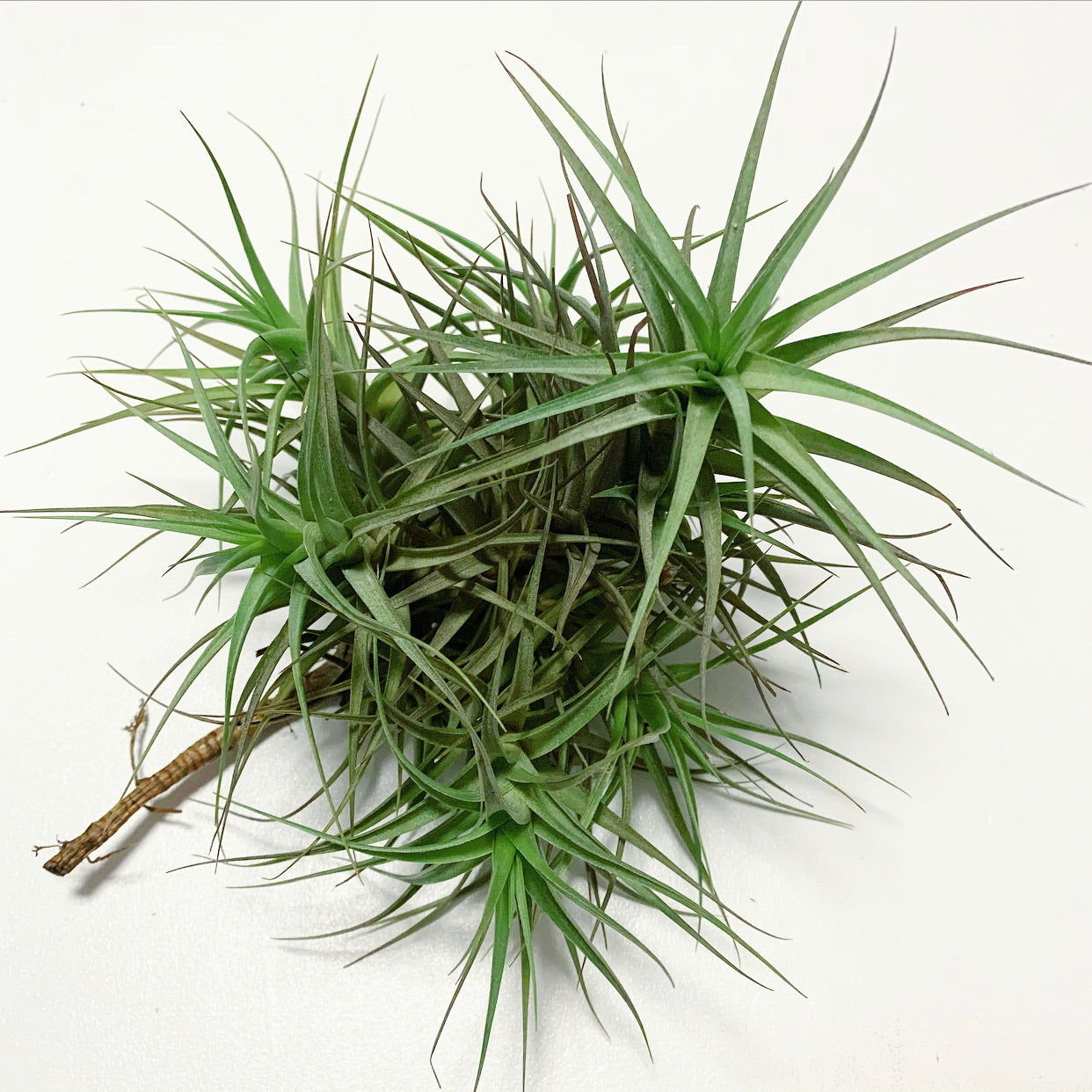 Tillandsia Image_63ee5e84-b8c8-4fe0-b468-3abc8d2d489a