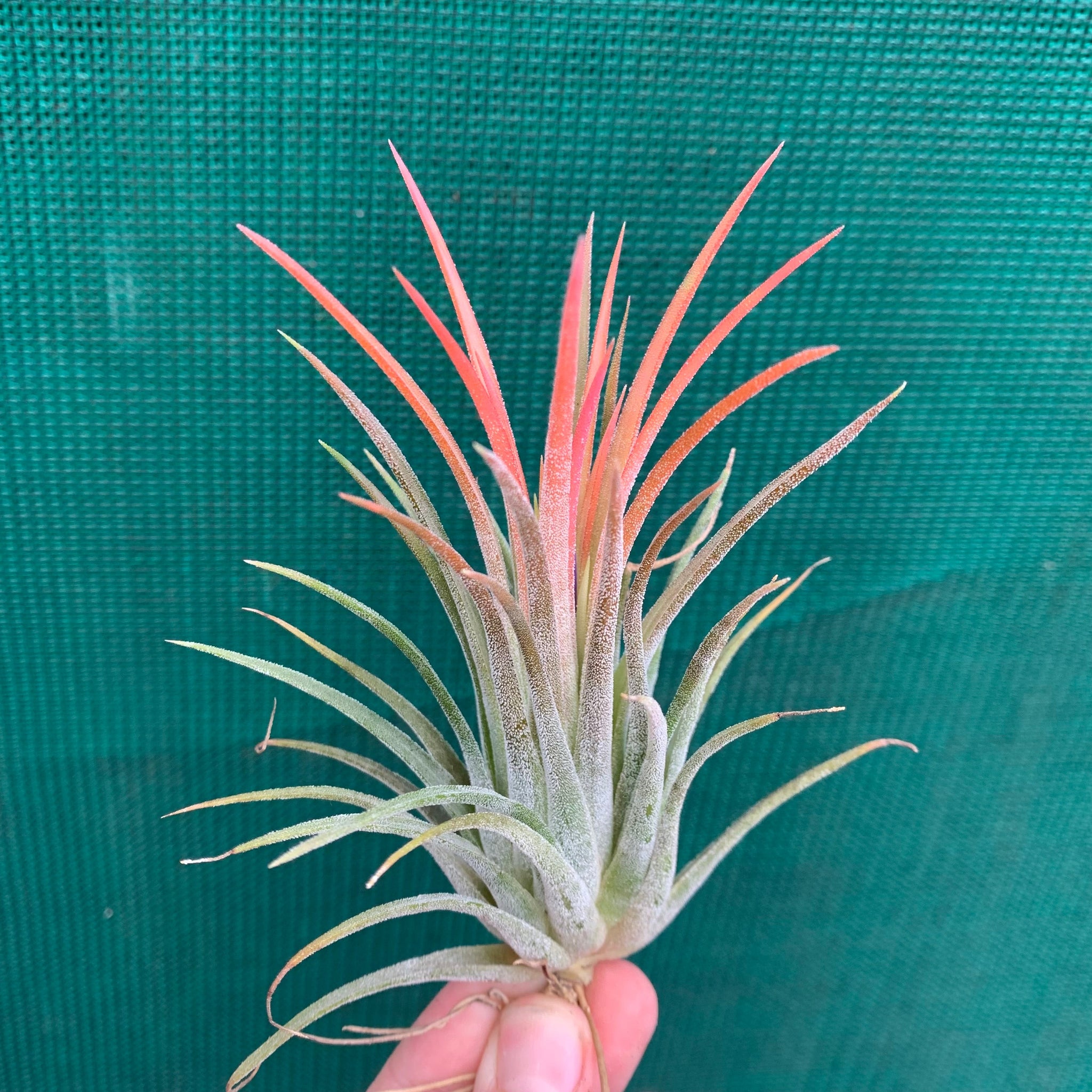 Tillandsia ionantha 576 ex. EJG - 植物/観葉植物