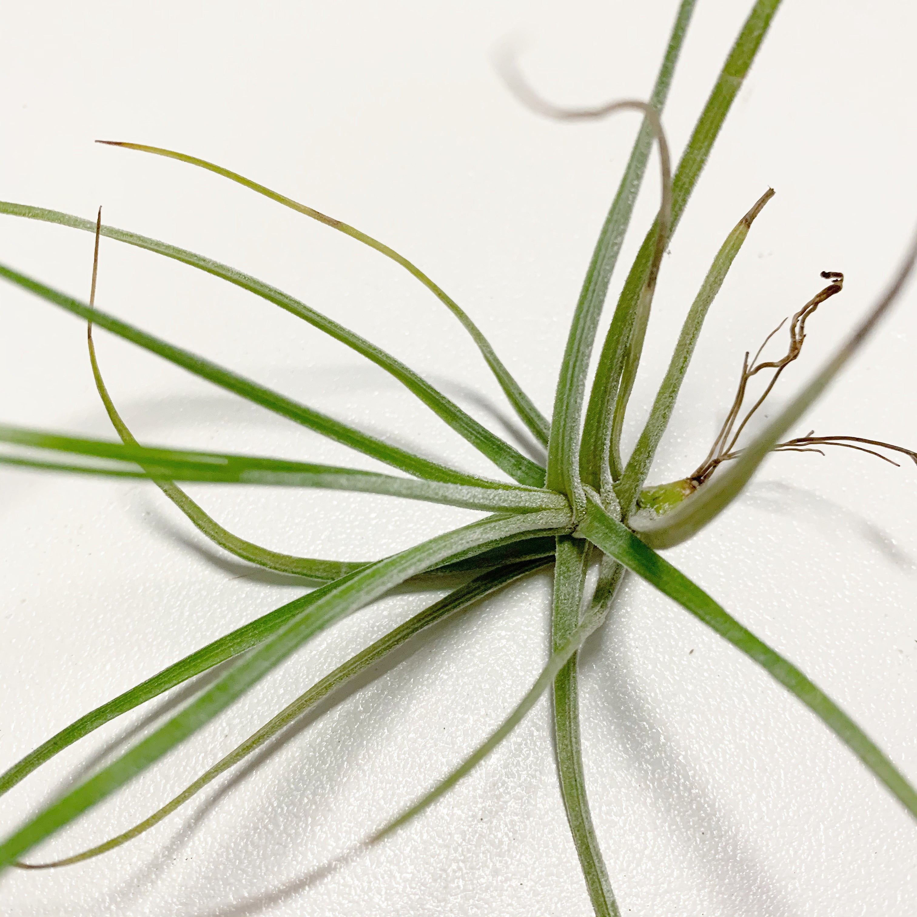 Tillandsia - Schiedeana - Air Plant Decor