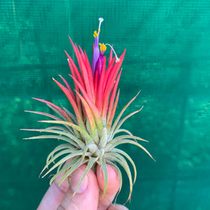 Tillandsia - ionantha 'Fuego' ex. RFI - Air Plant Decor