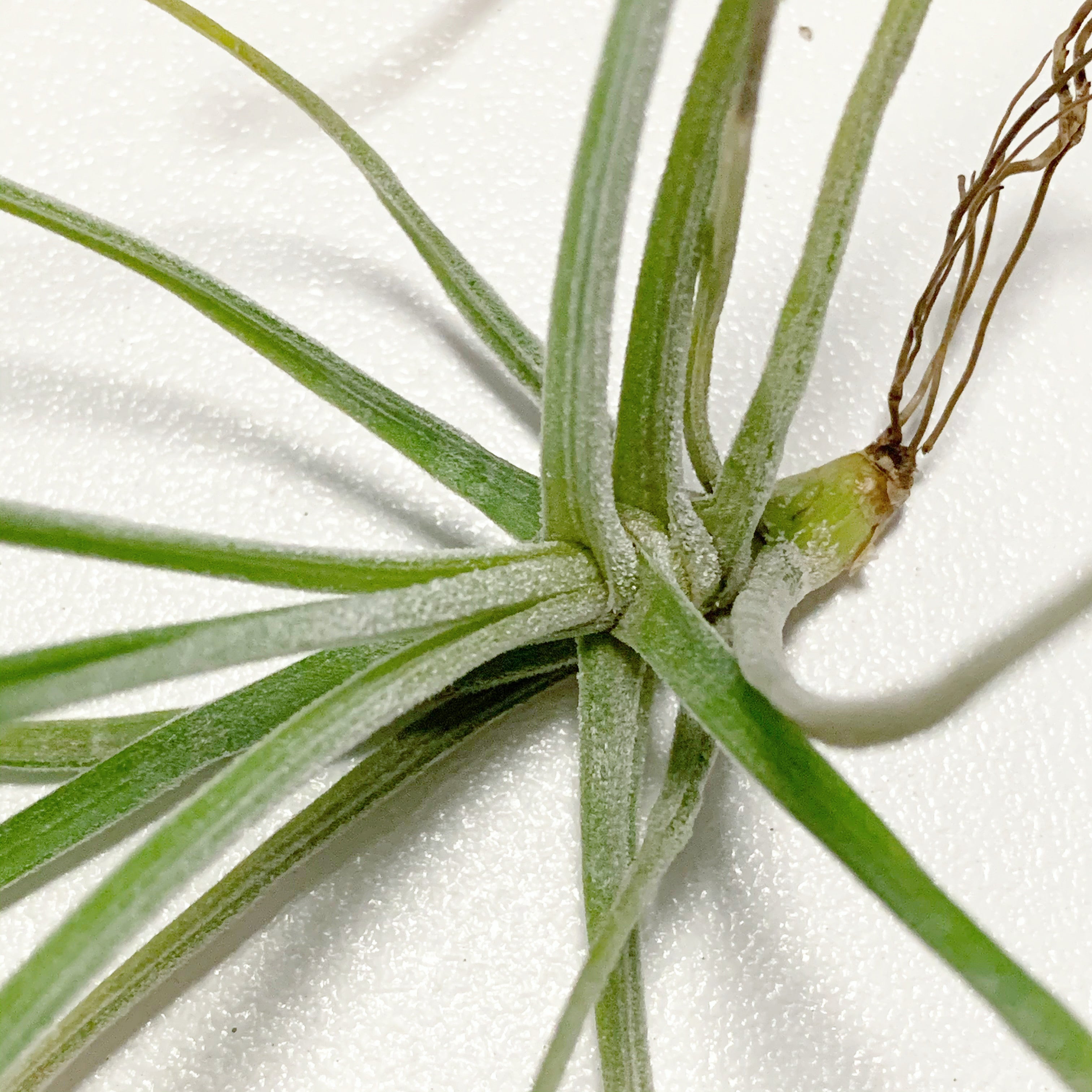 Tillandsia - Schiedeana - Air Plant Decor