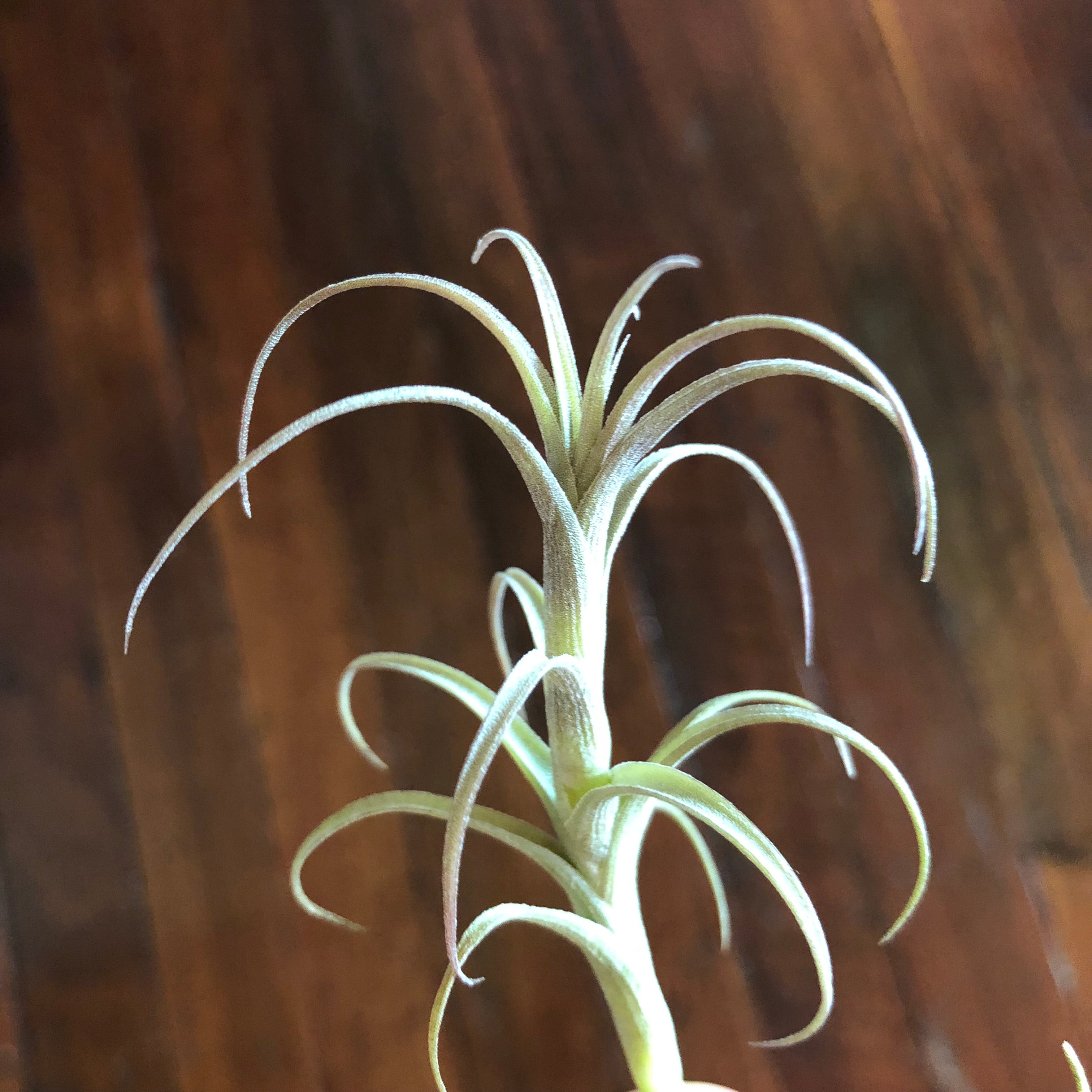 Minimalist Types Of Tillandsia with Best Design