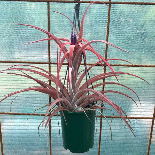 Tillandsia - Riohondoensis - Air Plant Decor