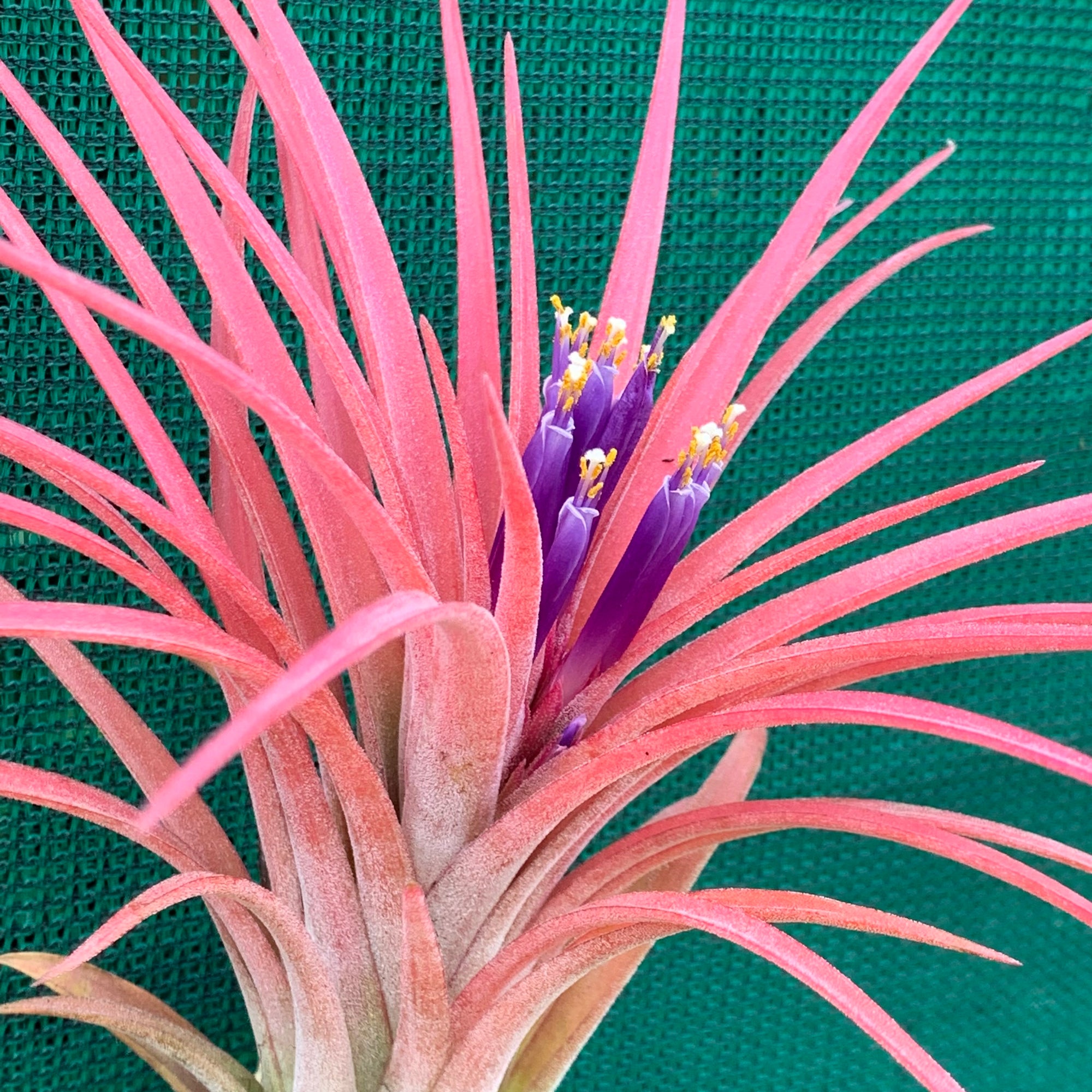 Tillandsia pringlei – Lyra Gardens