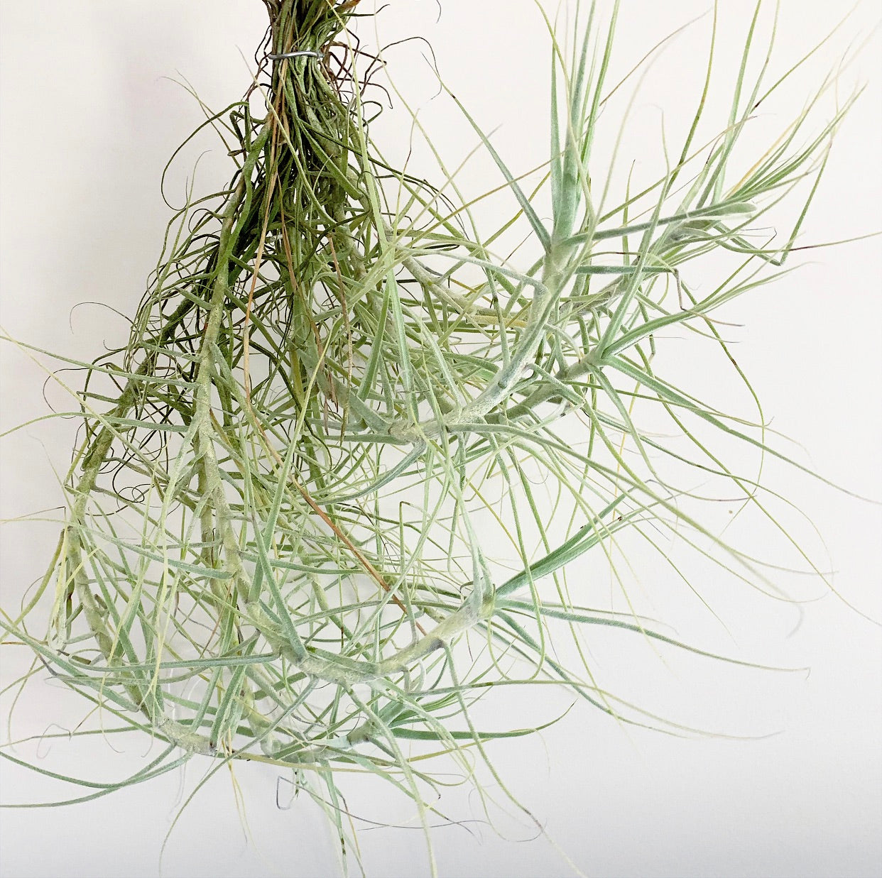 Tillandsia - Caerulea (Scented) - Air Plant Decor