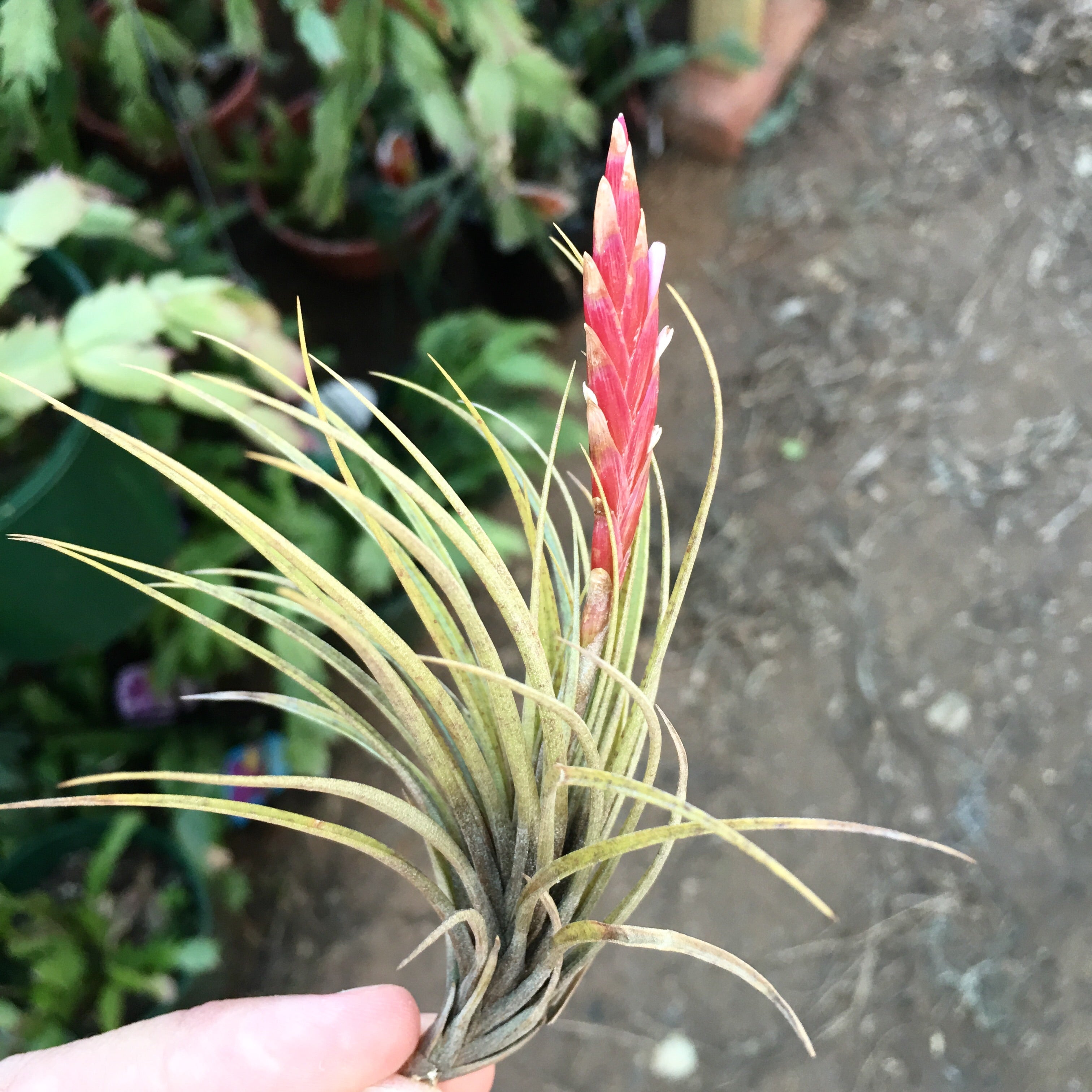 New Types Of Tillandsia for Large Space