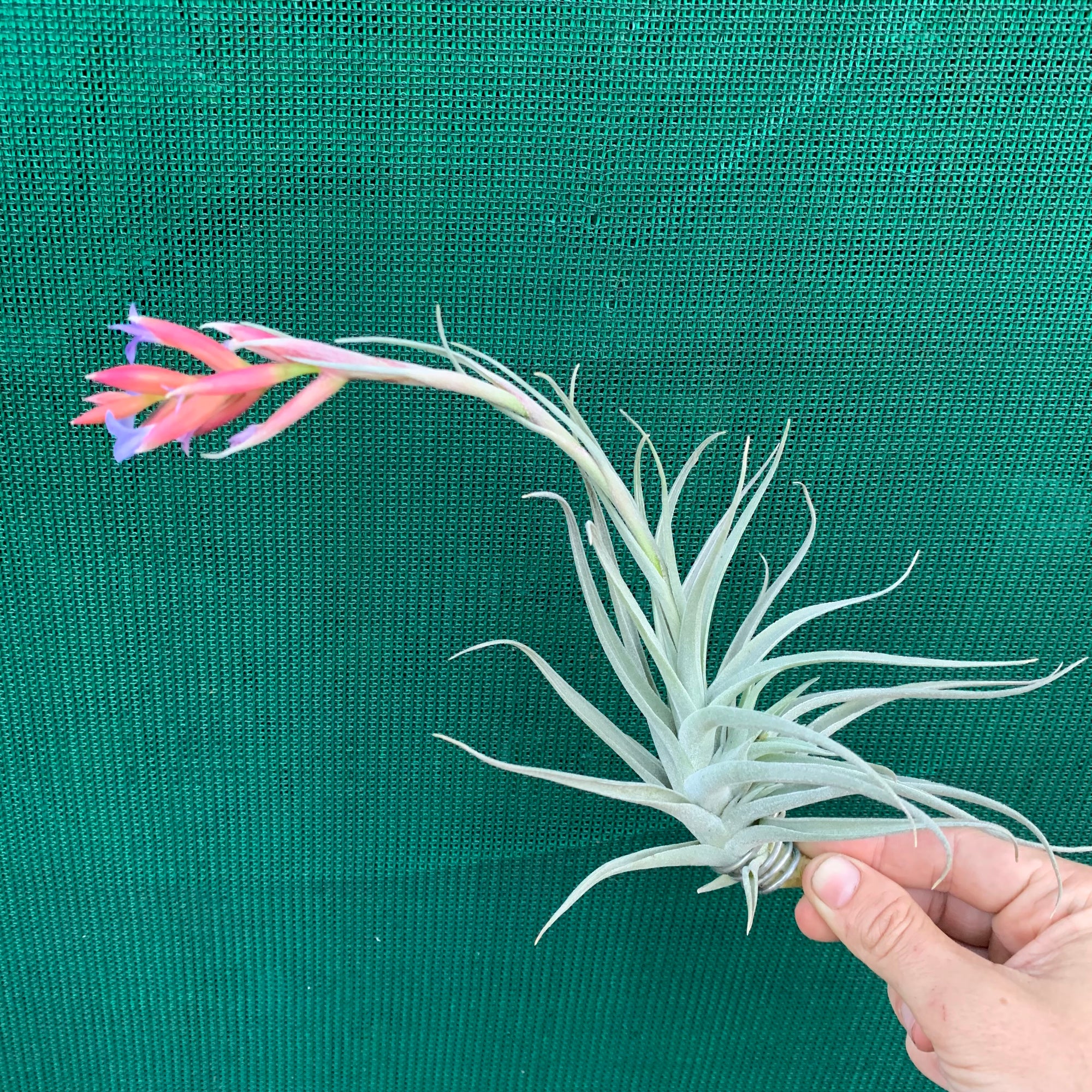 人気再入荷 Tillandsia Tillandsia Lucille & Lucille Lucille x