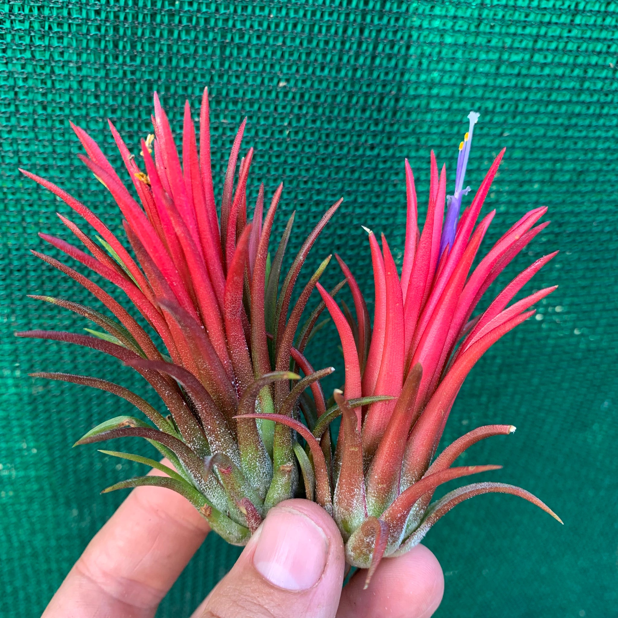 Tillandsia aeranthos 'Miniata