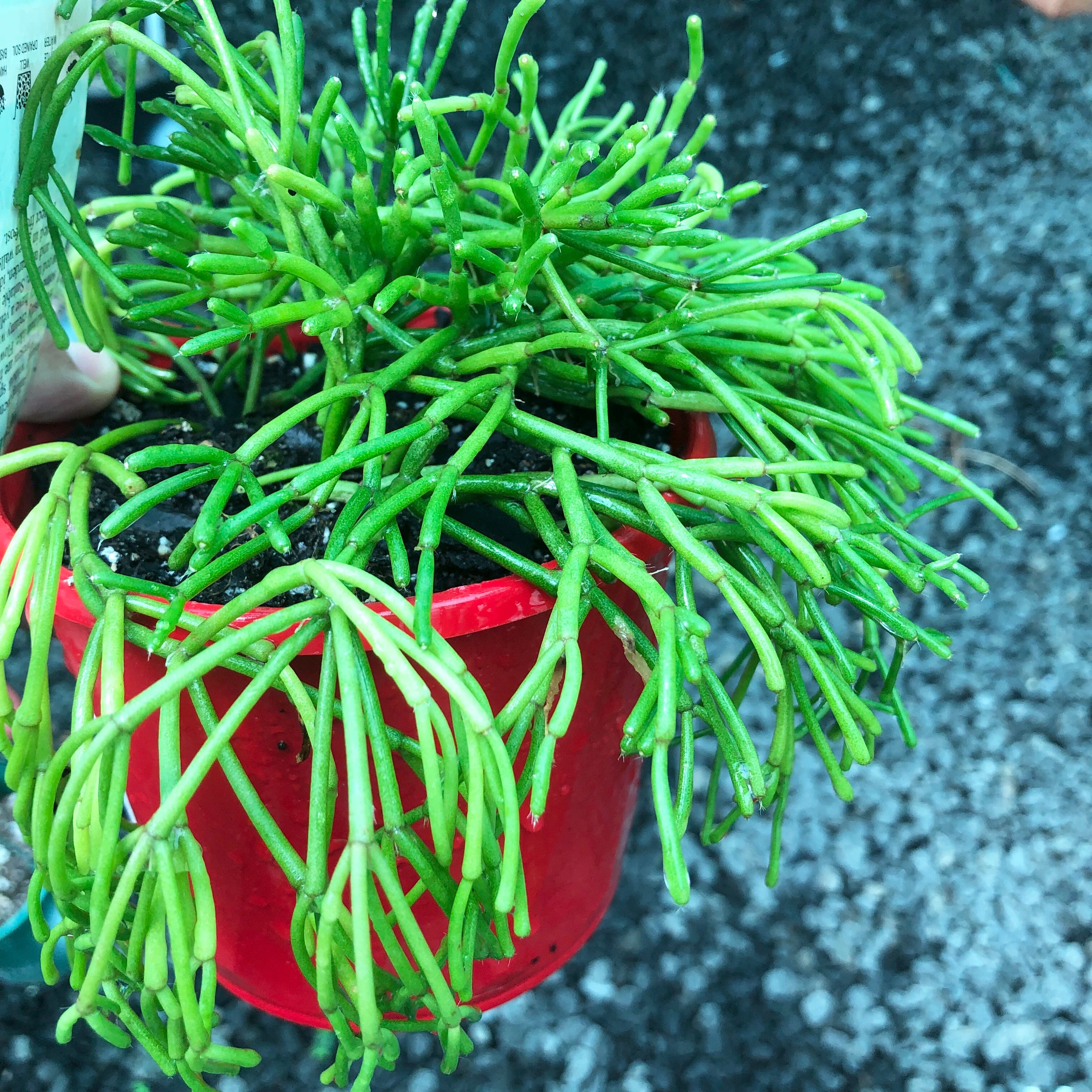 Rhipsalis Floccosa - R55 NEW - Air Plant Decor