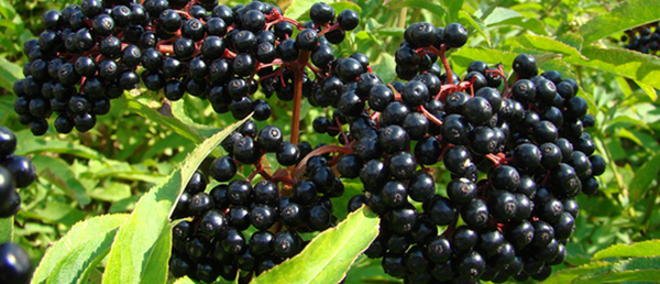 Elderberry