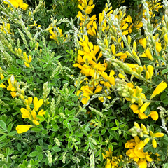 Genista plant at Kings Garden and Leisure