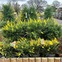 Genista at Kings Garden and Leisure