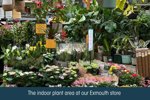 The indoor plant area at Kings Garden and Leisure Exmouth