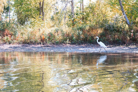 White egret walking along river bank looking for food.