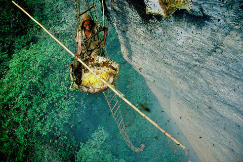 Honey hunter hanging in bamboo ladder with harvest honey