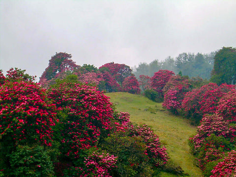 Tinjure Rhododendron Forest Nepal