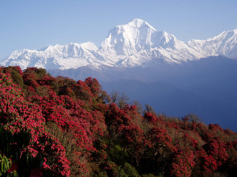 Rhododendron forest in nepal