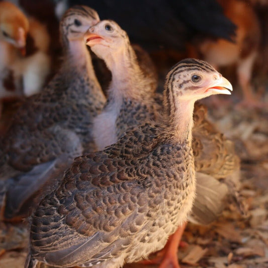 Ayam Cemani Day Old Chick – Nichols County