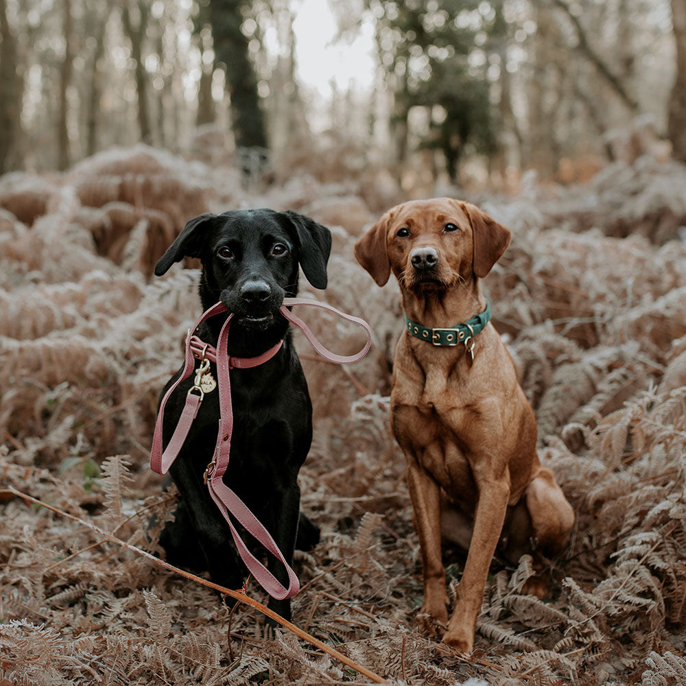 Two dogs with organic cotton dog leash in mouth