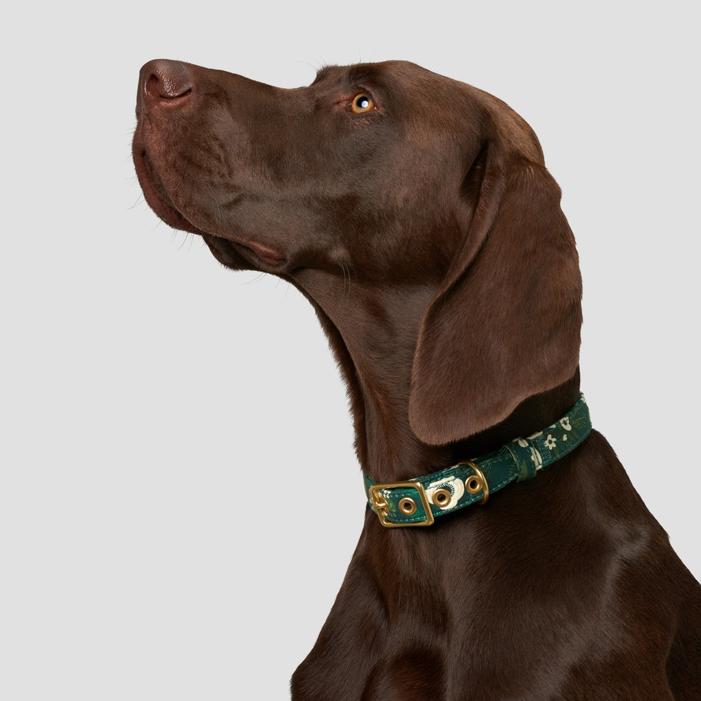 Bonjour Designer Dog Collar And Leash