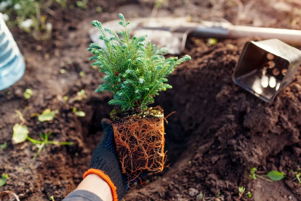 tuinier met een kleine conifeer in zijn hand met zichtbare wortels