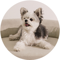 빠삐.png__PID:4445383a-863c-44d3-8558-5725914f4acb