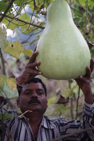 Raw Bottle Gourd (Tumba)