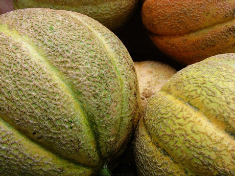 Semences melon brodé Oka