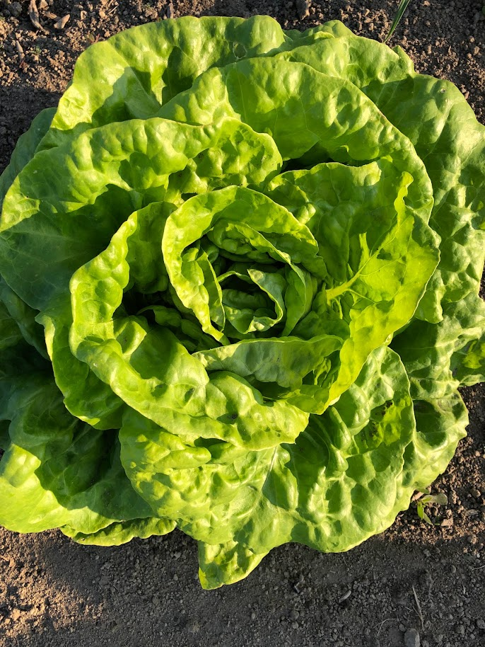 Laitue feuille de chêne blonde, Les Doigts Verts - Jardinerie Latour