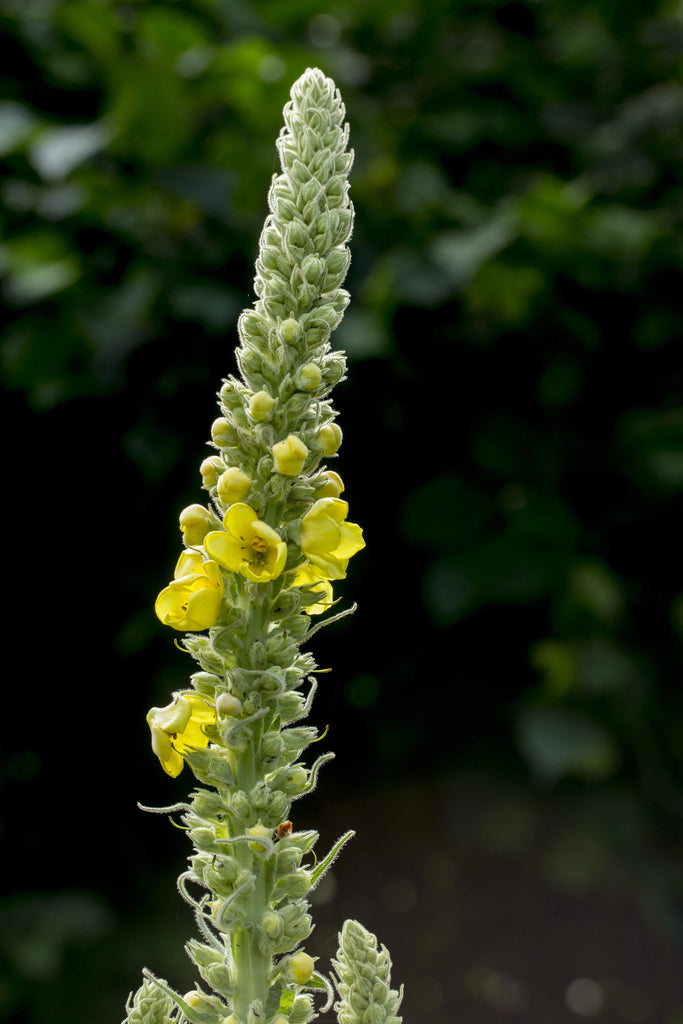 Verveine Bleue – La Brouette Maraîchère