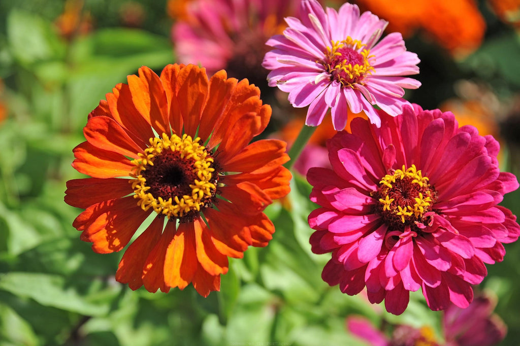 Couverture De Pneu De Secours En Forme De Fleur De Marguerite