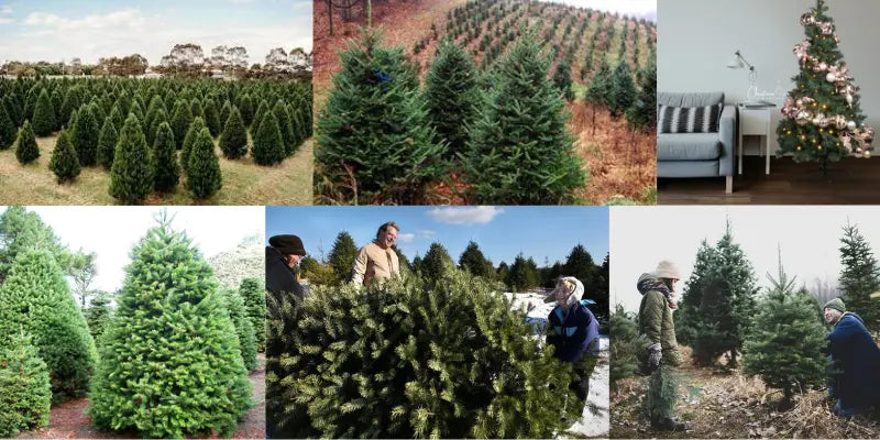 Evergreen Christmas Trees