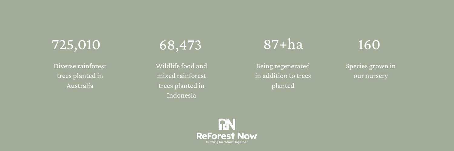 ReForest Now Impact