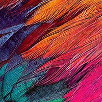 feathers-texture-ico.jpeg__PID:87dfc4ec-7342-4075-8508-ff68e17c6e7b