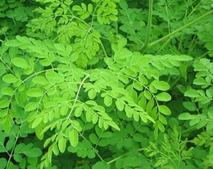 Bulk- Organic Moringa powder - Rich organic beauty  - Moringa Powder Bulk