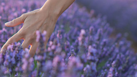 mains traversant des fleurs de lavande