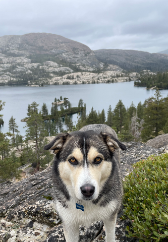 Dog with lake behind