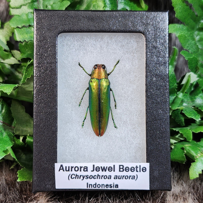 Aurora Jewel Beetle