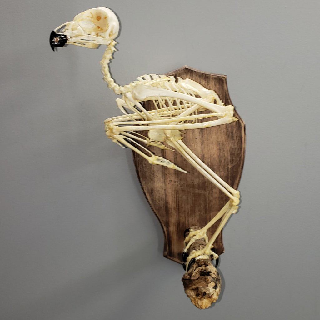 Spotted Eagle Owl Skeleton A – SkullStore Inc.