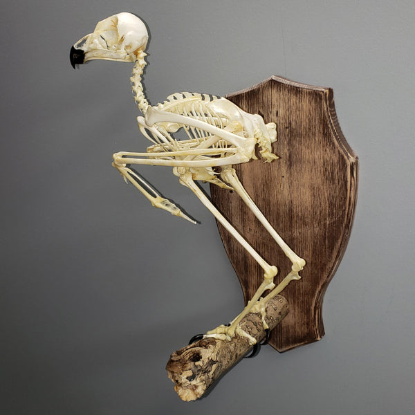Spotted Eagle Owl Skeleton A – SkullStore Inc.