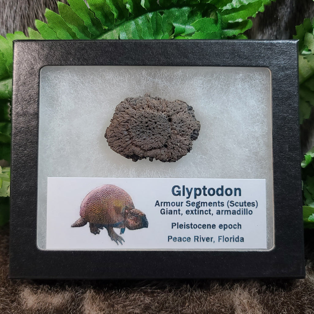 glyptodon vs armadillo