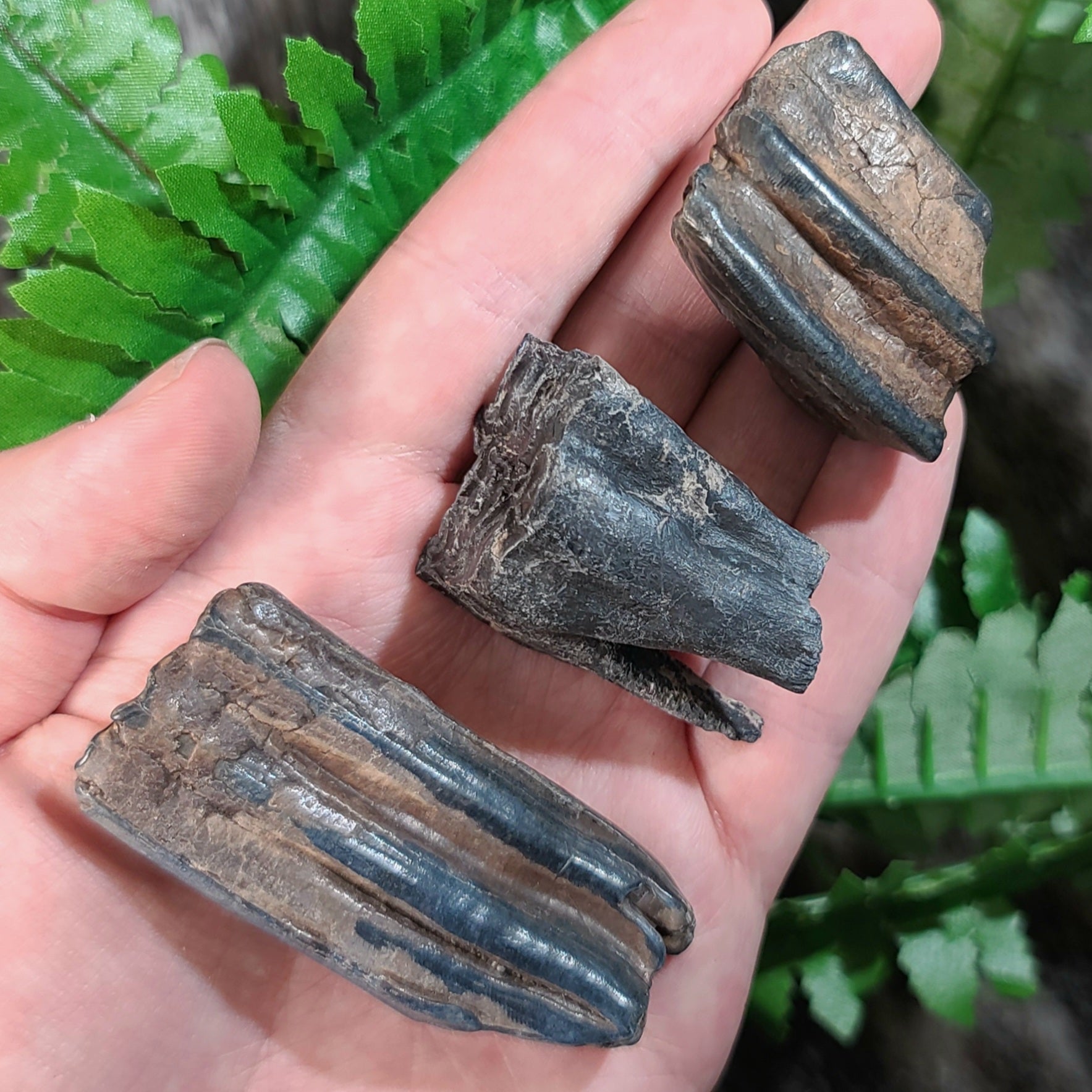 Horse Fossil Teeth | SkullStore Inc.