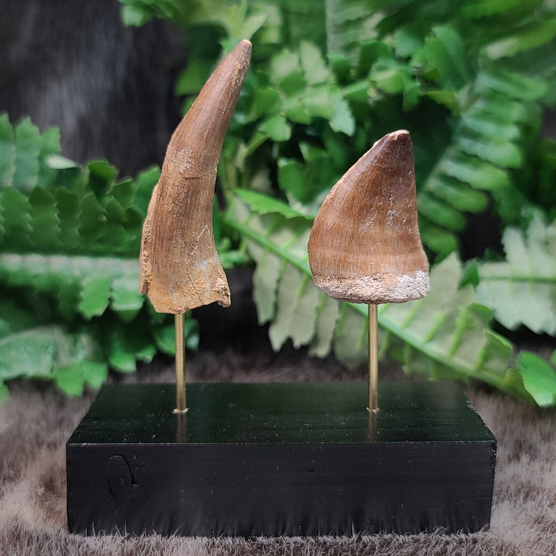 Great White Shark Teeth, Fossils (Framed)